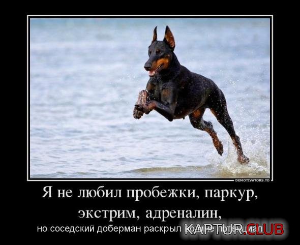 001a2944d5257851741e677922b_prev.jpg | Рено Каптур Клуб Россия | Форум KAPTUR.SU