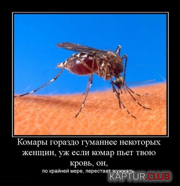 009f1ab221322c924fed4254be6.jpg | Рено Каптур Клуб Россия | Форум KAPTUR.SU