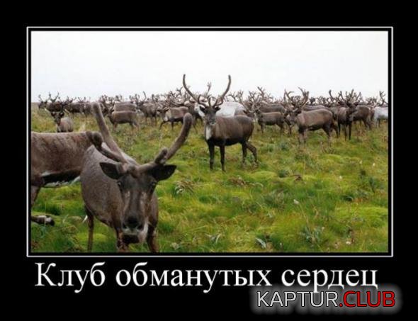 018113ceab8cecbc5dd91006c06_prev.jpg | Рено Каптур Клуб Россия | Форум KAPTUR.SU