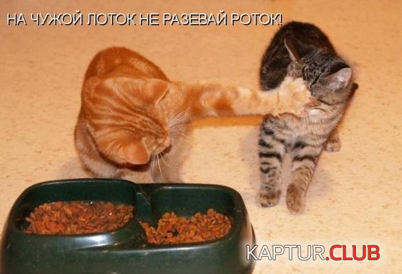 039de6455d5dab0c5aa39458458.jpg | Рено Каптур Клуб Россия | Форум KAPTUR.SU