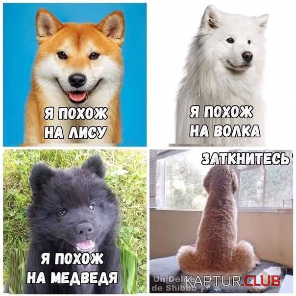 03b3cf20ec04c0f5c01ec0bfcd2.jpg | Рено Каптур Клуб Россия | Форум KAPTUR.SU