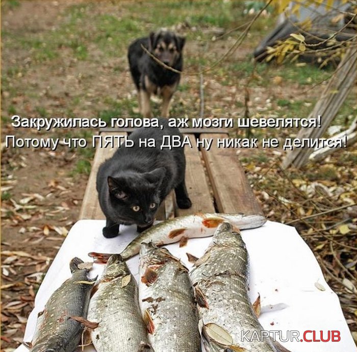 066615c0bdcd35a0cde6d0472e3.jpg | Рено Каптур Клуб Россия | Форум KAPTUR.SU