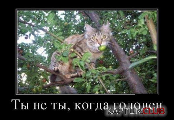 08d9234555ca145f32515697862_prev.jpg | Рено Каптур Клуб Россия | Форум KAPTUR.SU