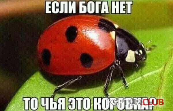 08f88a50364d1fc0220445f62d4.jpg | Рено Каптур Клуб Россия | Форум KAPTUR.SU