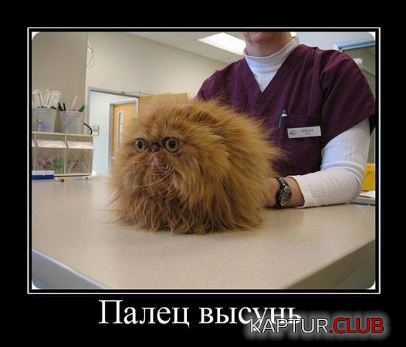 0a4587f9493a61c293e2decb7e5_prev.jpg | Рено Каптур Клуб Россия | Форум KAPTUR.SU