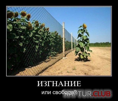 0b87c309602c5ed2035c9b6637d.jpg | Рено Каптур Клуб Россия | Форум KAPTUR.SU