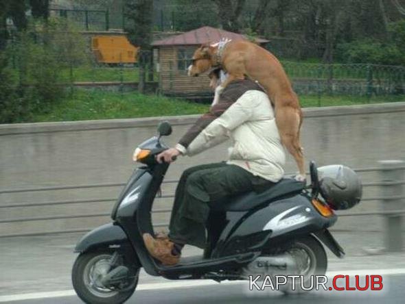 0d7d21e79addbc3ee35d70cc2fa_prev.jpg | Рено Каптур Клуб Россия | Форум KAPTUR.SU