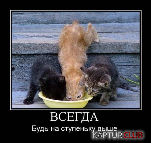 0db0fc3c34635abf24766c77e3e_prev.jpg | Рено Каптур Клуб Россия | Форум KAPTUR.SU