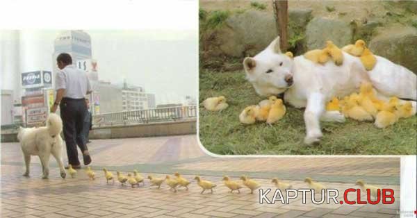 0e7877fe28acd195884148def7fc37da_full.jpg | Рено Каптур Клуб Россия | Форум KAPTUR.SU
