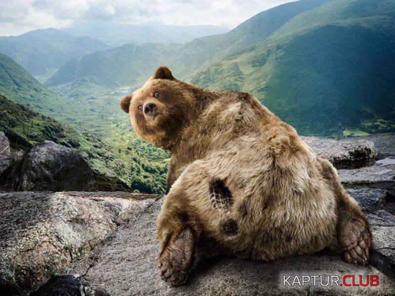 1.jpg | Рено Каптур Клуб Россия | Форум KAPTUR.SU