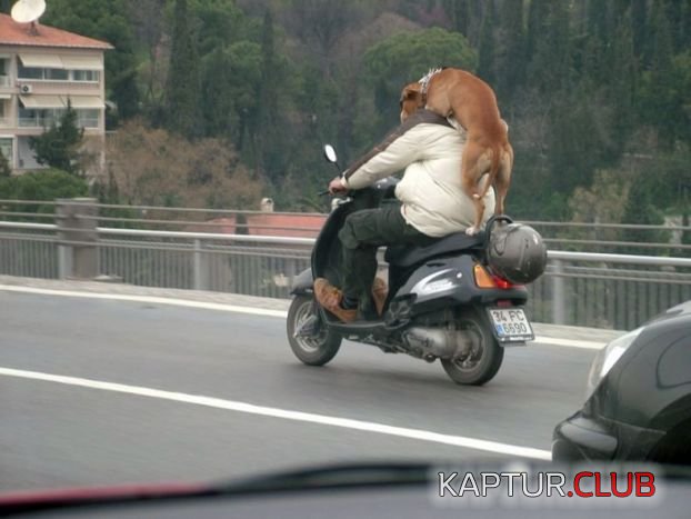 1.jpg | Рено Каптур Клуб Россия | Форум KAPTUR.SU