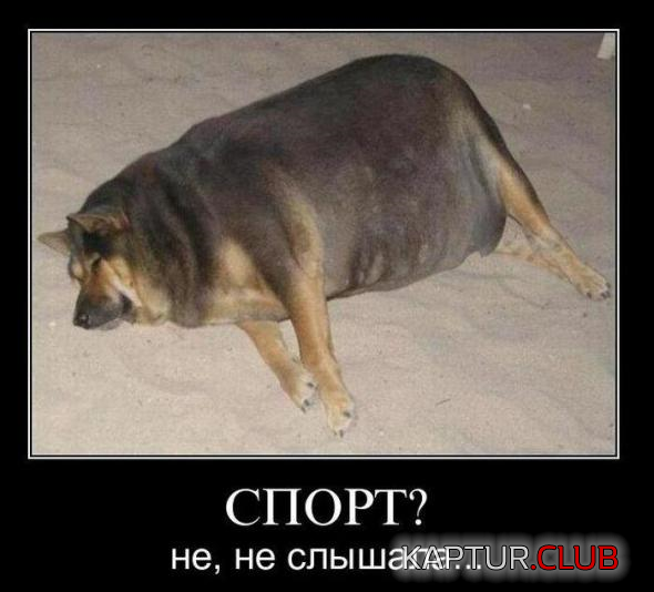 1.png | Рено Каптур Клуб Россия | Форум KAPTUR.SU