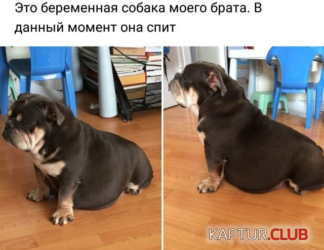 1.png | Рено Каптур Клуб Россия | Форум KAPTUR.SU