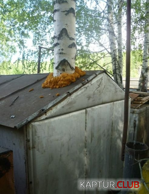 1.png | Рено Каптур Клуб Россия | Форум KAPTUR.SU