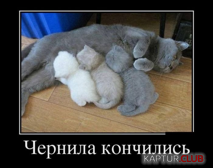 1.png | Рено Каптур Клуб Россия | Форум KAPTUR.SU