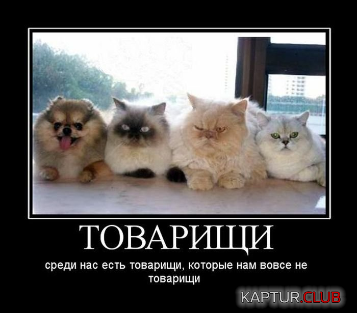 1.png | Рено Каптур Клуб Россия | Форум KAPTUR.SU