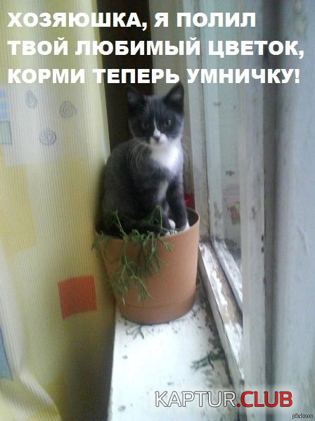 1.png | Рено Каптур Клуб Россия | Форум KAPTUR.SU