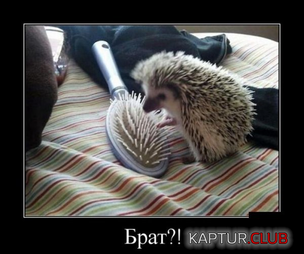 1.png | Рено Каптур Клуб Россия | Форум KAPTUR.SU