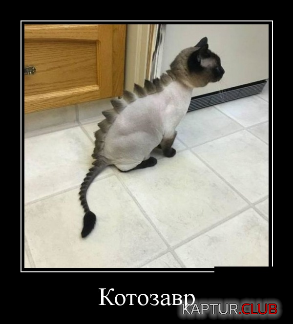 1.png | Рено Каптур Клуб Россия | Форум KAPTUR.SU