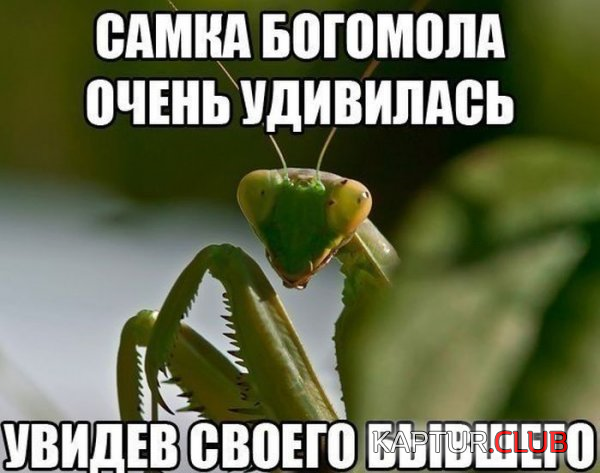1.png | Рено Каптур Клуб Россия | Форум KAPTUR.SU