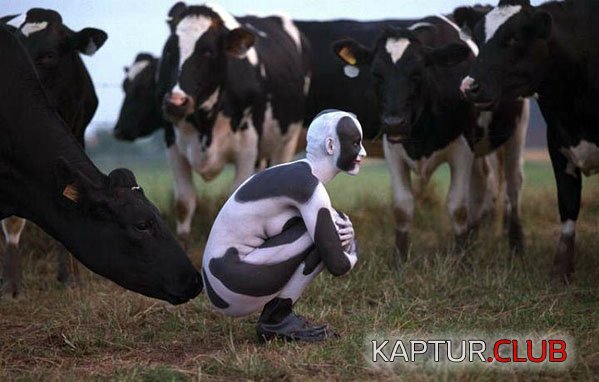 1220_COW.JPG | Рено Каптур Клуб Россия | Форум KAPTUR.SU