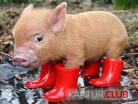 124cd32c039279e4917f9c03895.jpg | Рено Каптур Клуб Россия | Форум KAPTUR.SU