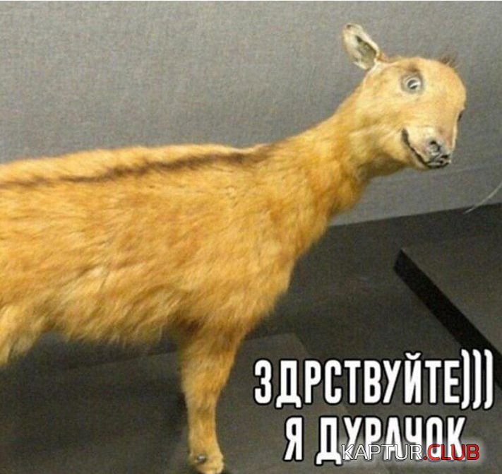 12733207.jpg | Рено Каптур Клуб Россия | Форум KAPTUR.SU