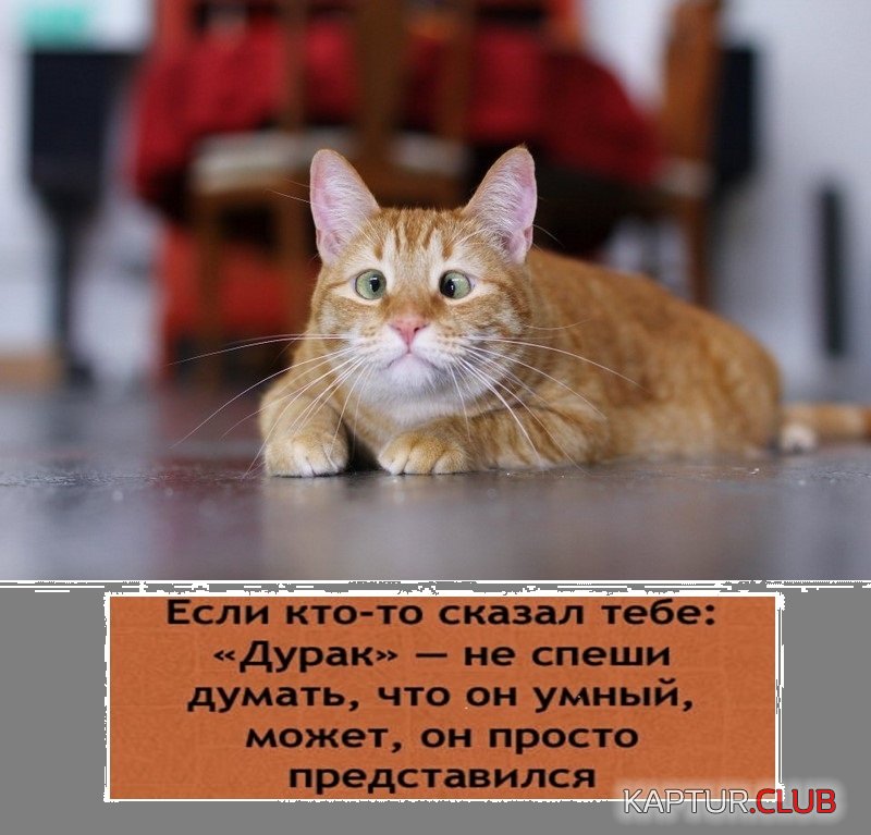 12737503.jpg | Рено Каптур Клуб Россия | Форум KAPTUR.SU