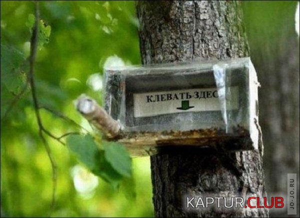 1310111993_marazm_31.jpg | Рено Каптур Клуб Россия | Форум KAPTUR.SU