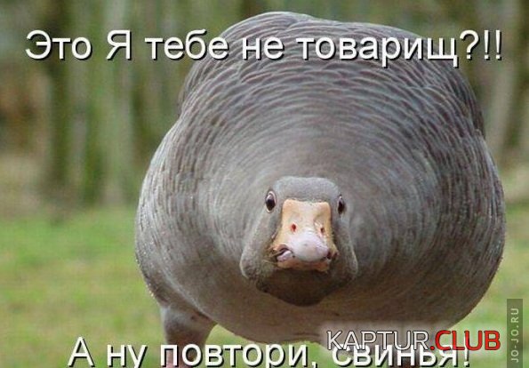 1312816727_1312759444_1294170695_1293174715_kotomatrix_30.jpg | Рено Каптур Клуб Россия | Форум KAPTUR.SU