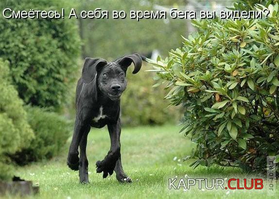 1316512188_1316467466_1316283506_375038.jpg | Рено Каптур Клуб Россия | Форум KAPTUR.SU