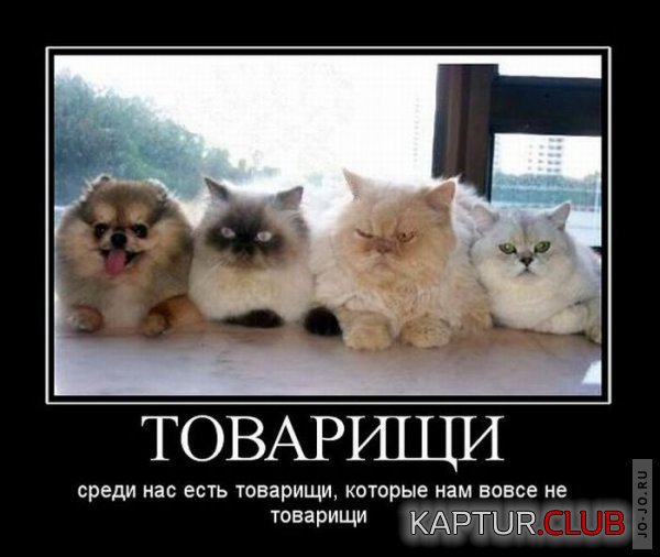 1317022808_demotivatory_22.jpg | Рено Каптур Клуб Россия | Форум KAPTUR.SU