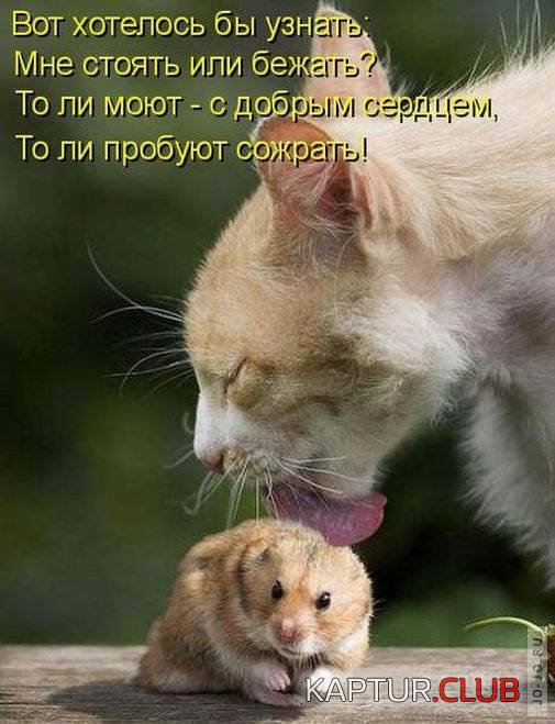 1318665353_1318545397_14.jpg | Рено Каптур Клуб Россия | Форум KAPTUR.SU
