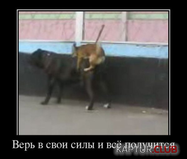 1321531752_demotivatory_23.jpg | Рено Каптур Клуб Россия | Форум KAPTUR.SU