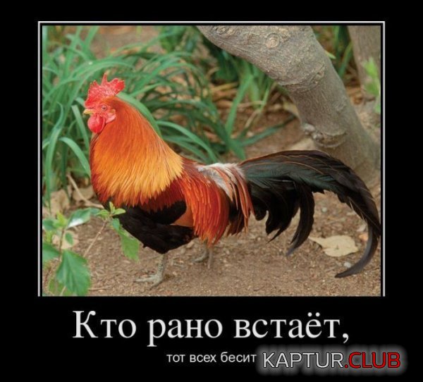 1323680357_demotivatory_01.jpg | Рено Каптур Клуб Россия | Форум KAPTUR.SU