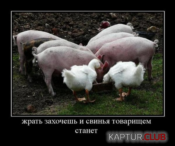 1343895870_demotivatory_16.jpg | Рено Каптур Клуб Россия | Форум KAPTUR.SU