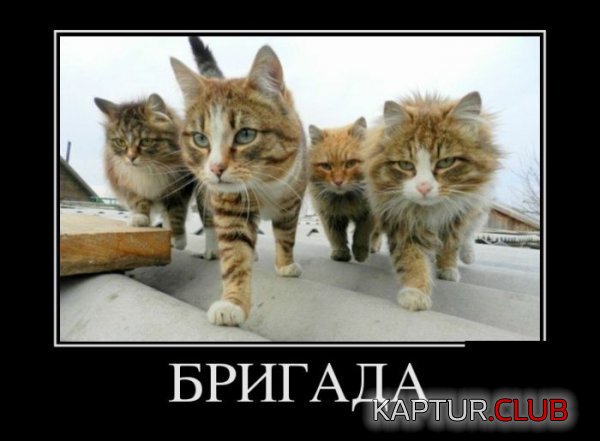 1355471695_demotivatory_05.jpg | Рено Каптур Клуб Россия | Форум KAPTUR.SU