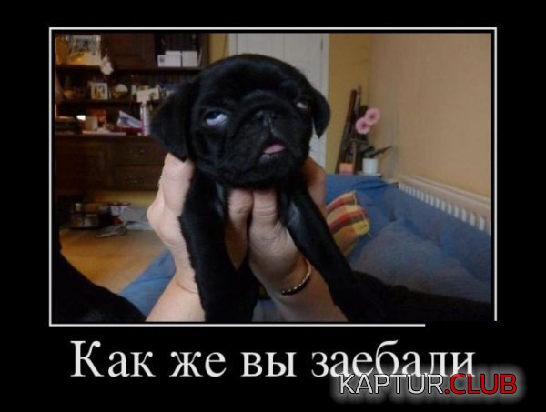 1355823363_demotivatory_25.jpg | Рено Каптур Клуб Россия | Форум KAPTUR.SU