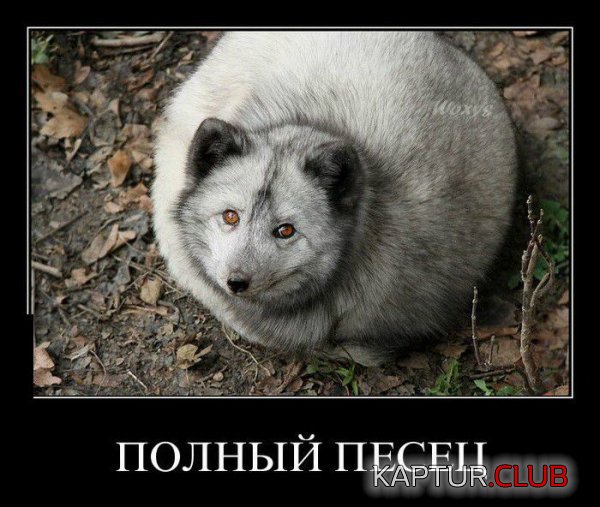 1357723725_demotivatory_04.jpg | Рено Каптур Клуб Россия | Форум KAPTUR.SU