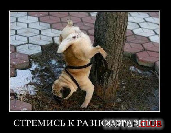 135d7afe893fd49b78bb1d4572b_prev.jpg | Рено Каптур Клуб Россия | Форум KAPTUR.SU
