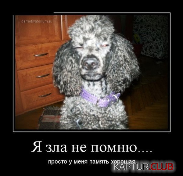 1365586204_demotivatory_26.jpg | Рено Каптур Клуб Россия | Форум KAPTUR.SU