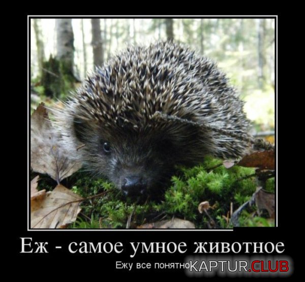 1366698412_demotivatory_21.jpg | Рено Каптур Клуб Россия | Форум KAPTUR.SU
