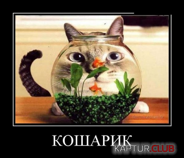 1367310609_demotivatory_18.jpg | Рено Каптур Клуб Россия | Форум KAPTUR.SU