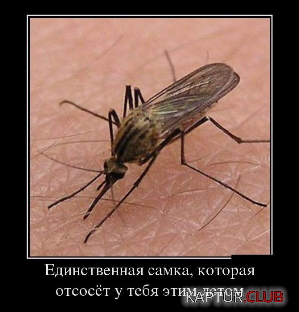 1368435062_demotivatory_12.jpg | Рено Каптур Клуб Россия | Форум KAPTUR.SU