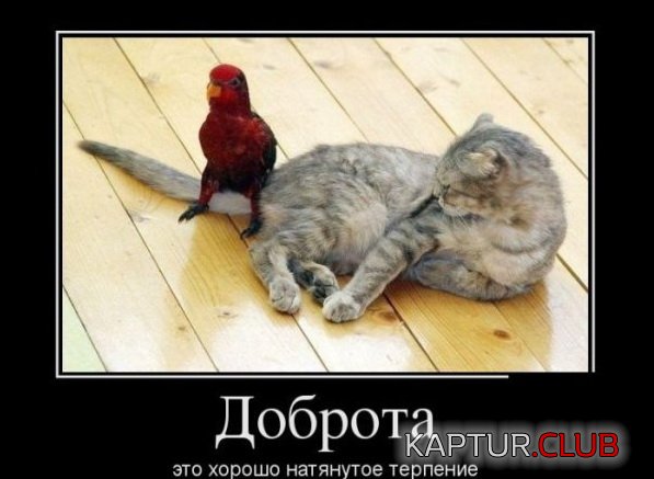 1375258370_demotivatory_07.jpg | Рено Каптур Клуб Россия | Форум KAPTUR.SU