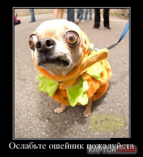 1375432296_demotivatory_24.jpg | Рено Каптур Клуб Россия | Форум KAPTUR.SU