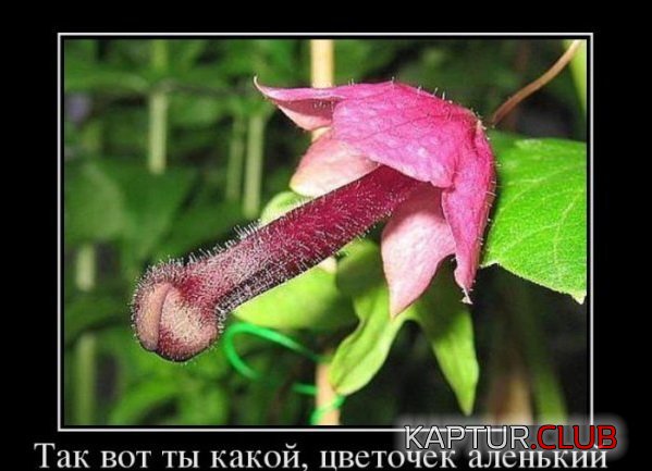 1378120179_demotivatory_10.jpg | Рено Каптур Клуб Россия | Форум KAPTUR.SU