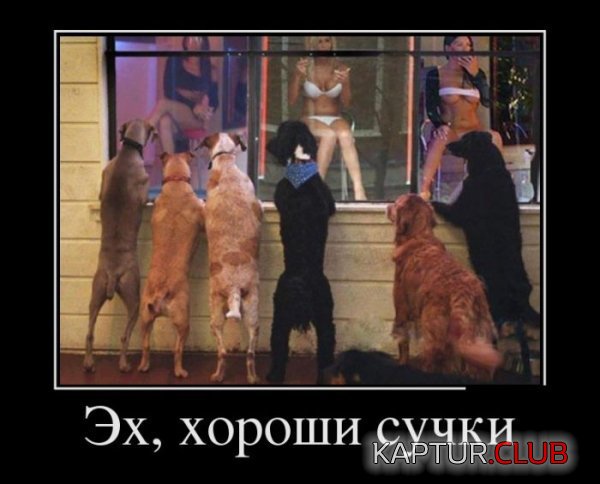 1378890638_demotivatory_16.jpg | Рено Каптур Клуб Россия | Форум KAPTUR.SU