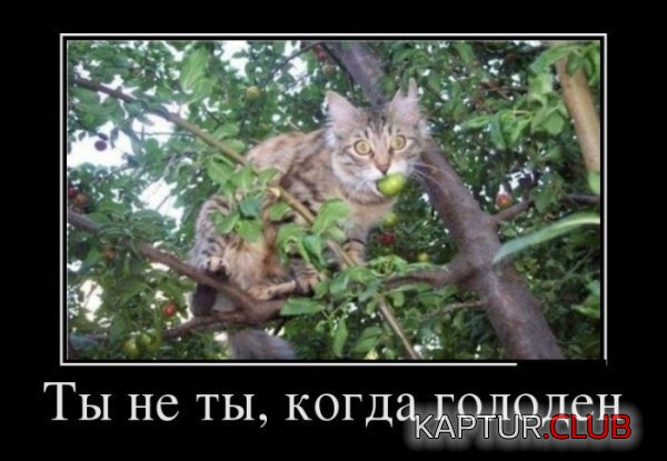 1379062183_demotivatory_15.jpg | Рено Каптур Клуб Россия | Форум KAPTUR.SU