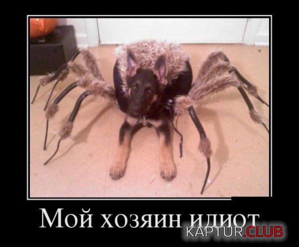 1379497468_demotuvators_11.jpg | Рено Каптур Клуб Россия | Форум KAPTUR.SU